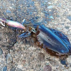 エギング絶好調継続！